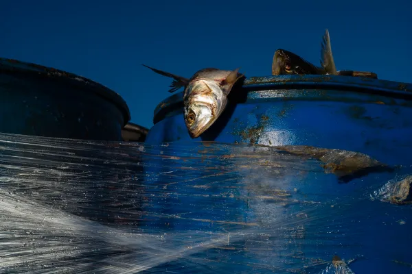 Municipal Fish Pier